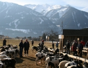 15 Jahre Tscheggenschaf-Verein Mieming – Über 100 Aussteller kamen zur Jubiläumsausstellung