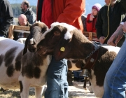 15 Jahre Tscheggenschaf-Verein Mieming – Über 100 Aussteller kamen zur Jubiläumsausstellung