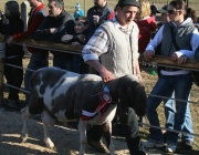 15 Jahre Tscheggenschaf-Verein Mieming – Über 100 Aussteller kamen zur Jubiläumsausstellung