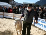 40 Jahre Schafzuchtverein Untermieming