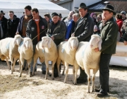 40 Jahre Schafzuchtverein Untermieming