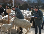 40 Jahre Schafzuchtverein Untermieming