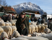 40 Jahre Schafzuchtverein Untermieming