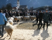 40 Jahre Schafzuchtverein Untermieming