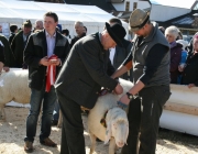 40 Jahre Schafzuchtverein Untermieming