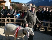 40 Jahre Schafzuchtverein Untermieming