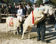 40 Jahre Schafzuchtverein Untermieming