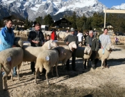 40 Jahre Schafzuchtverein Untermieming