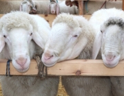 Jubiläumsausstellung – „70 Jahre Schafzuchtverein Barwies“