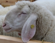 Jubiläumsausstellung – „70 Jahre Schafzuchtverein Barwies“