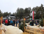 Jubiläumsausstellung – „70 Jahre Schafzuchtverein Barwies“