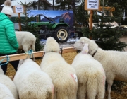 Jubiläumsausstellung – „70 Jahre Schafzuchtverein Barwies“