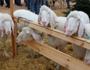 Jubiläumsausstellung – „70 Jahre Schafzuchtverein Barwies“