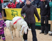 Jubiläumsausstellung – „70 Jahre Schafzuchtverein Barwies“