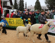 Jubiläumsausstellung – „70 Jahre Schafzuchtverein Barwies“