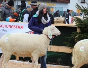 Jubiläumsausstellung – „70 Jahre Schafzuchtverein Barwies“