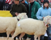 Jubiläumsausstellung – „70 Jahre Schafzuchtverein Barwies“