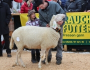 Jubiläumsausstellung – „70 Jahre Schafzuchtverein Barwies“