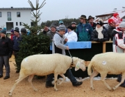 Jubiläumsausstellung – „70 Jahre Schafzuchtverein Barwies“