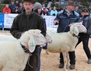 Jubiläumsausstellung – „70 Jahre Schafzuchtverein Barwies“