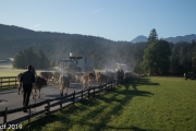 Almabtrieb2019_2048-10