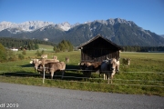 Almabtrieb2019_2048-11