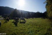 Almabtrieb2019_2048-15