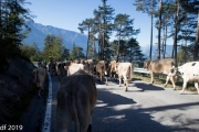 Almabtrieb2019_2048-17