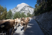 Almabtrieb2019_2048-18
