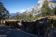 Almabtrieb2019_2048-19