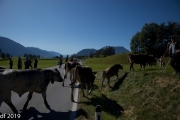 Almabtrieb2019_2048-22