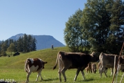 Almabtrieb2019_2048-23
