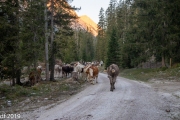 Almabtrieb2019_2048-4