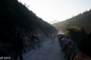 Almabtrieb2019_2048-6