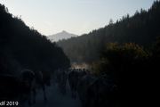 Almabtrieb2019_2048-7
