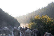 Almabtrieb2019_2048-8