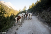 Almabtrieb2019_2048-9