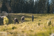 almabtrieb_2019_2048px-11