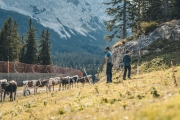 almabtrieb_2019_2048px-17