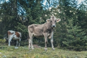 almabtrieb_2019_2048px-28