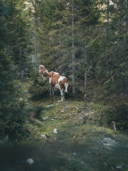 almabtrieb_2019_2048px-29