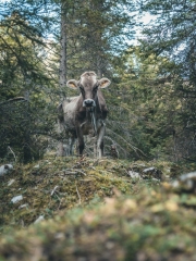 almabtrieb_2019_2048px-30