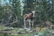 almabtrieb_2019_2048px-32