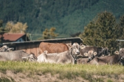 almabtrieb_2019_2048px-61