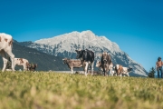 almabtrieb_2019_2048px-74