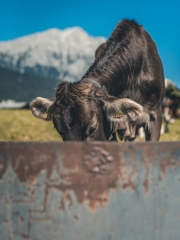 almabtrieb_2019_2048px-80