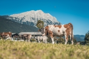 almabtrieb_2019_2048px-84