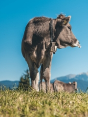 almabtrieb_2019_2048px-86