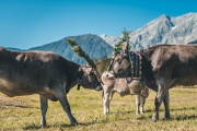 almabtrieb_2019_2048px-87