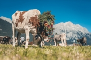 almabtrieb_2019_2048px-89